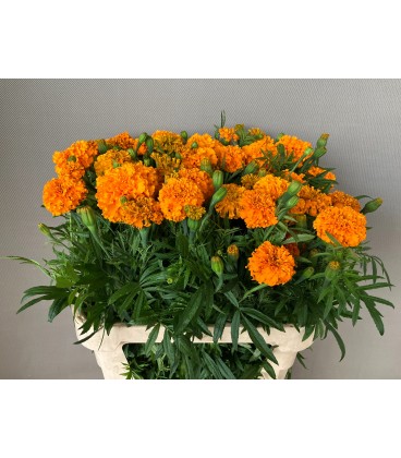 Oeillet d'inde orange 75 cm