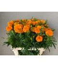 Oeillet d'inde orange 80 cm