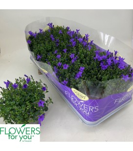 Campanule ocean pot de 11