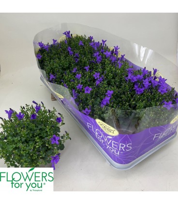 Campanule ocean pot de 11