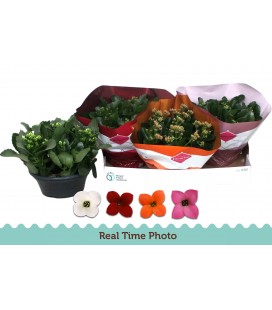 Kalanchoe coupe Ø 23 diff coul 