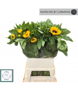 Tournesol Vin Choise 90 cm