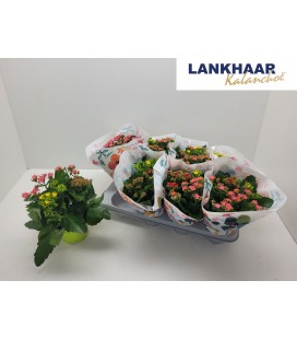 Kalanchoe Carnaval Ø13