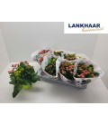 Kalanchoe Carnavale fl simple coupe