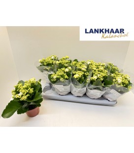 Kalanchoe Calandiva Blanc Ø 12