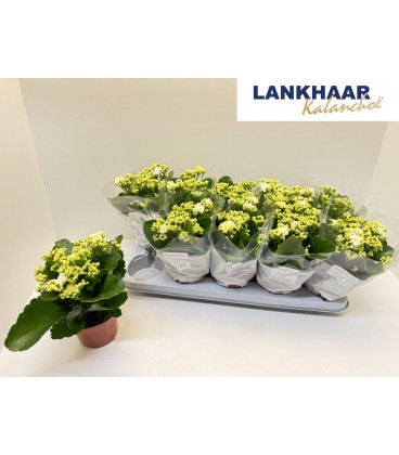 Kalanchoe Ø 10.5 BLANC