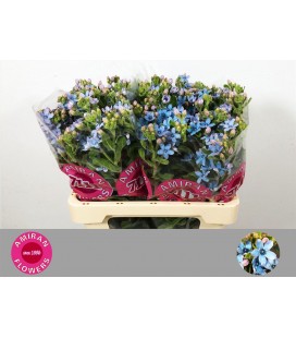 Oxypetalum bleu 60 cm