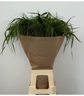 Panicum Fontaine 80 cm
