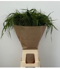 Panicum Fontaine 80 cm