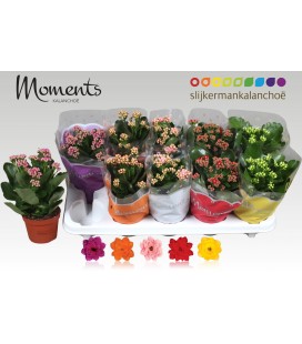 Kalanchoe pot de 10.50