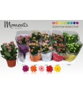 Kalanchoe pot de 10.50