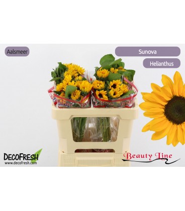Tournesol sunova 60 cm