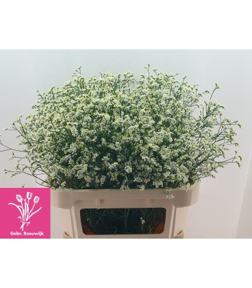 Limonium Bright Diamond 60 cm