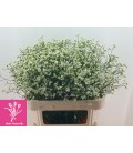 Limonium Bright Diamond 70 cm