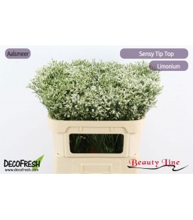 Limonium sin Tip Top 70 cm