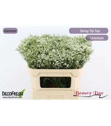Limonium sin Tip Top 70 cm
