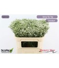 Limonium sin Tip Top 70 cm