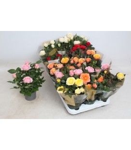 Rosier pot de 10.50 Kordana Grande 