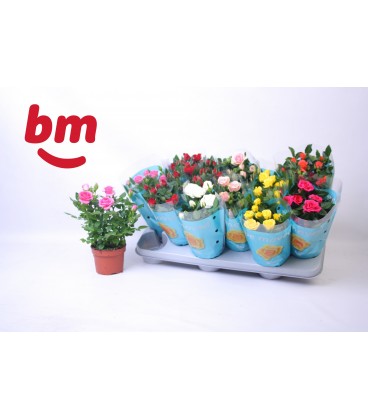 Rosiers mix pot de 10.50  cm