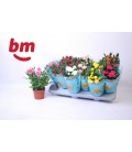 Rosiers mix Monde pot de 10.50  cm