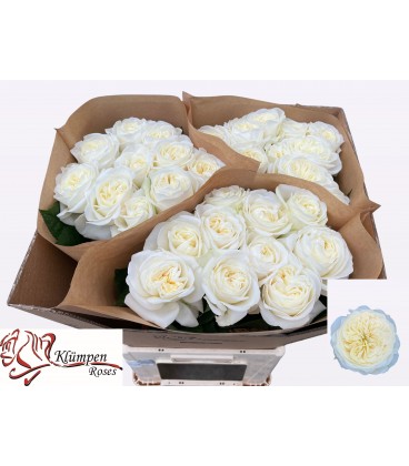 Rose Chic White 70 cm