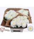 Rose Chic White 70 cm
