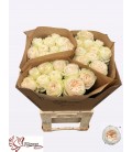 Rose Asha rose 70 cm