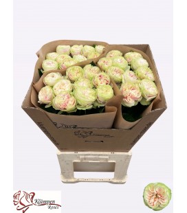Rose Nira Gardens 70 cm