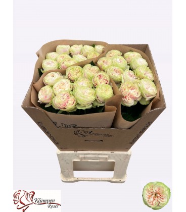 Rose Nira Gardens 60 cm