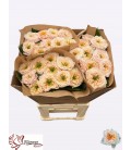Rose Sira Gardens 70 cm