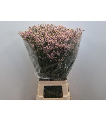 Limonium Divine diamond 70 cm
