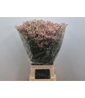 Limonium Divine diamond 80 cm
