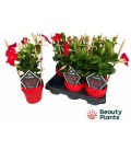 Dipladenia Sun Scarlett pot 14 h 40