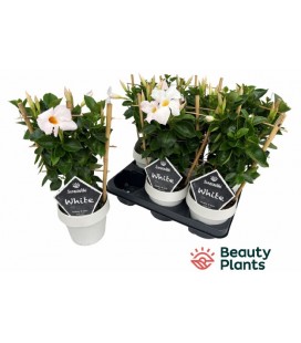 Dipladenia Blanc Pot de 14 h 40