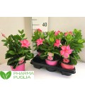 Dipladenia Rio Pink pot de 14 h 35