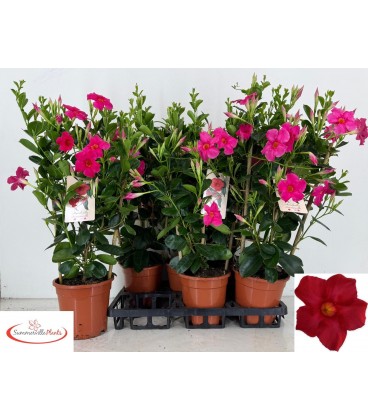 Mandevilla sun early pink Ø14 h 40