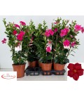 Mandevilla sun early pink Ø17 h 60