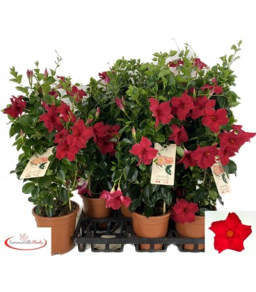Dipladenia Topaz Verm pot de15 h45