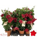 Dipladenia Topaz Verm pot de17 h 60