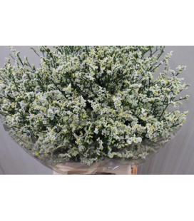 Limonium blanc 75 cm
