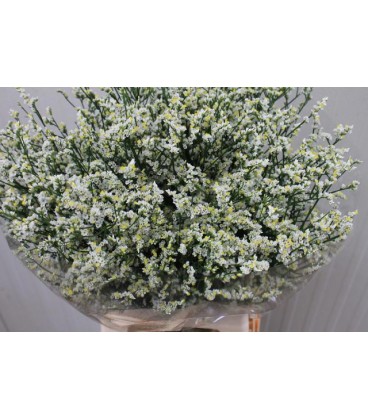 Limonium blanc 