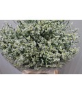 Limonium blanc 75 cm