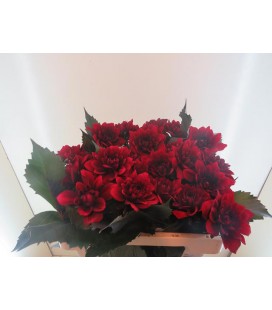 Dahlia red pannier 55 cm