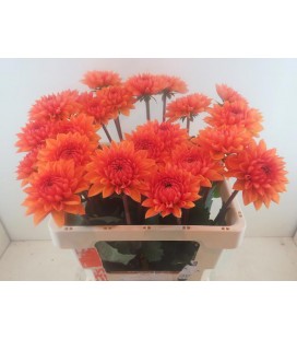 Dahlia Love of my life  60 cm