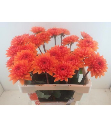 Dahlia Love of my life  60 cm