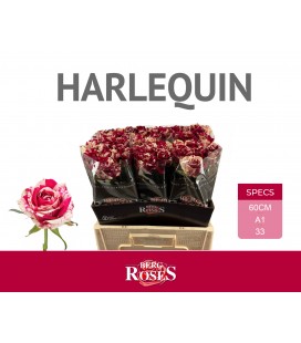 Rose Harlequin 60 cm