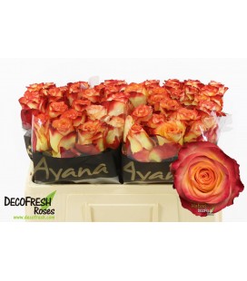 Rose Habari 50 cm