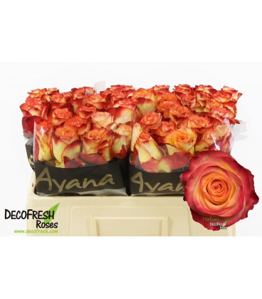 Rose Habari 50 cm