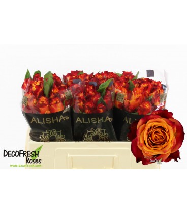 Rose Atomic 50 cm