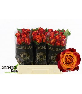 Rose Atomic en 60 cm